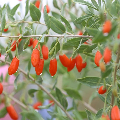 Goji Berries