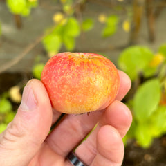 Cider Apple Trees