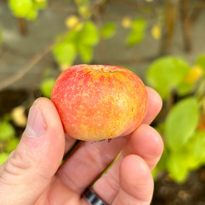 Cider Apple Trees