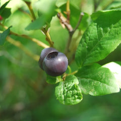 Huckleberry Shrubs