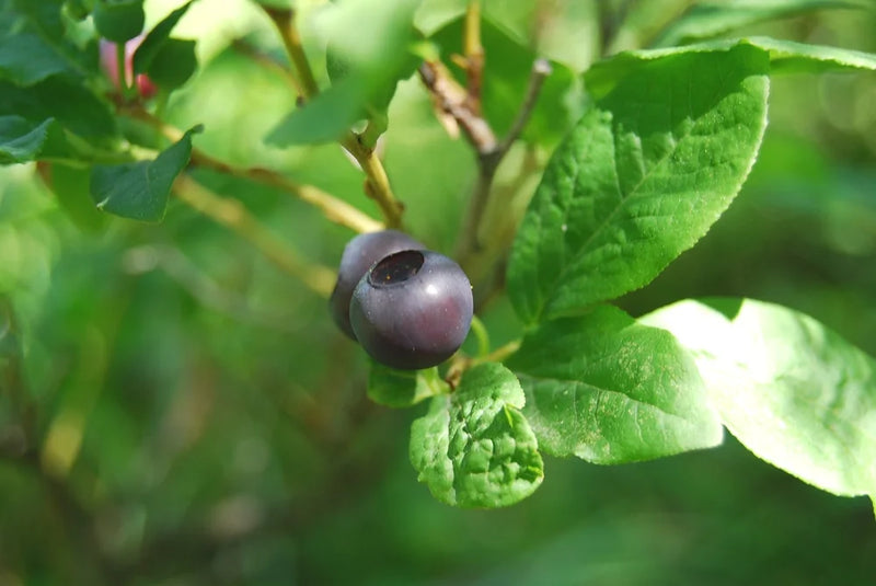 Huckleberry Shrub
