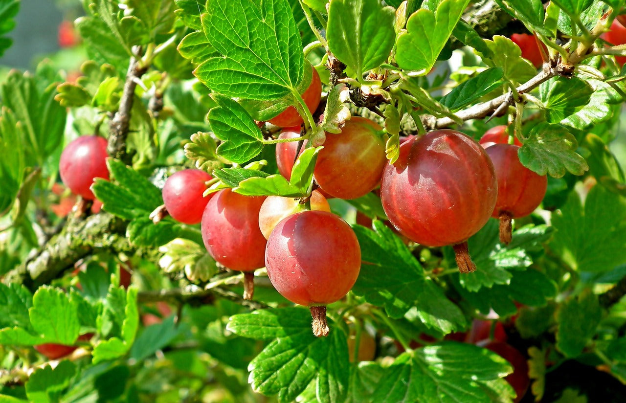 Gooseberry Shrubs – Montana Fruit Trees