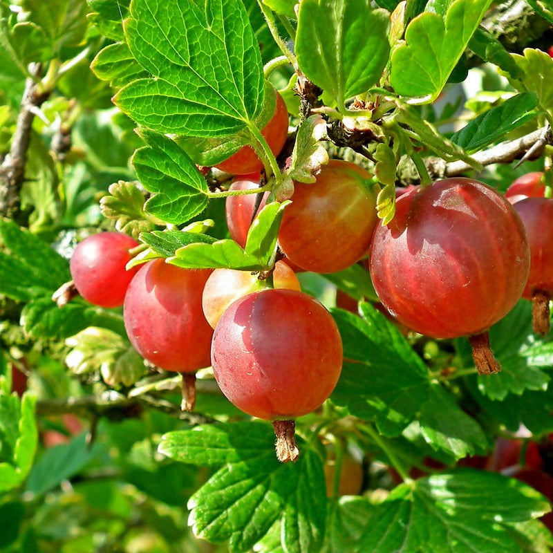 Gooseberry Shrub