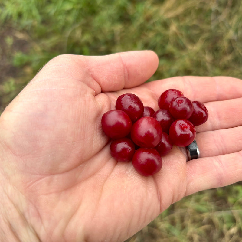 Bush Cherries