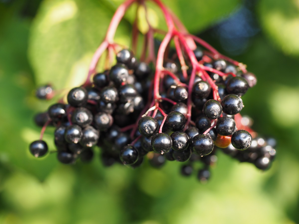 Elderberry Shrubs