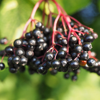 Elderberry Shrubs