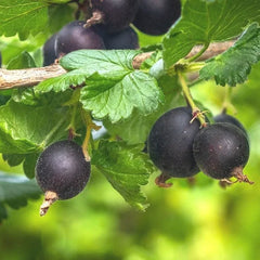 Jostaberry Shrubs