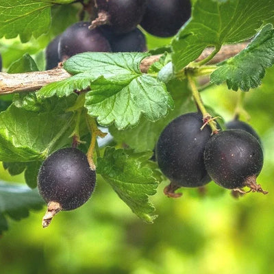 Jostaberry Shrubs
