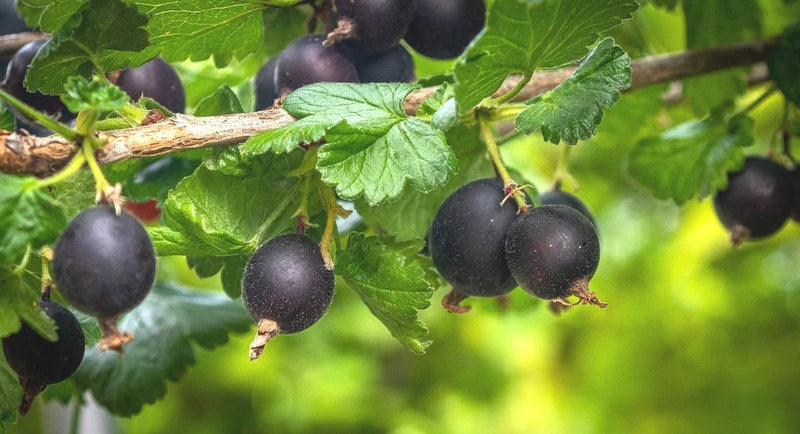 Jostaberry Shrub