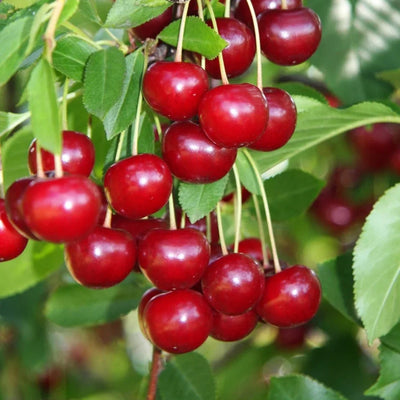 Tart Cherry Trees