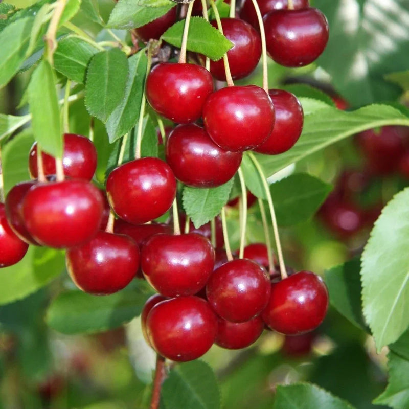 Tart Cherry Trees