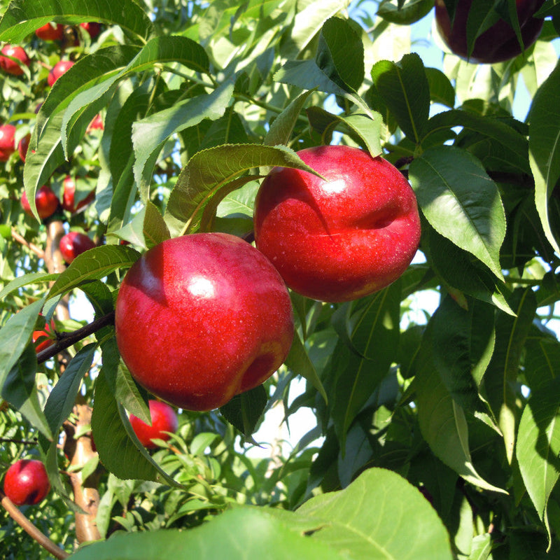 Nectarine Tree