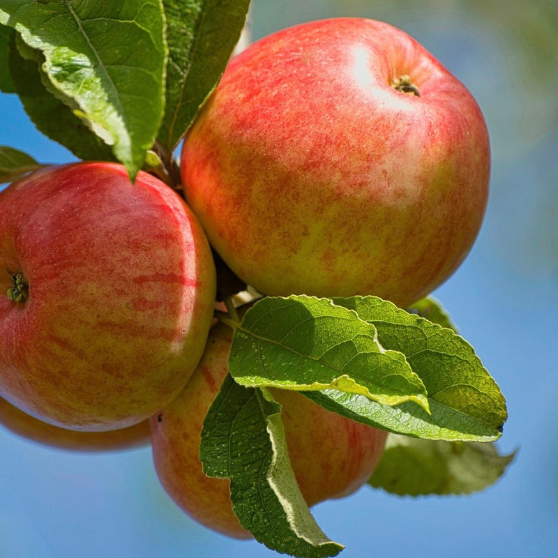 Apple Tree