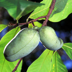 Pawpaw Trees