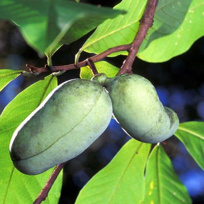 Pawpaw Trees