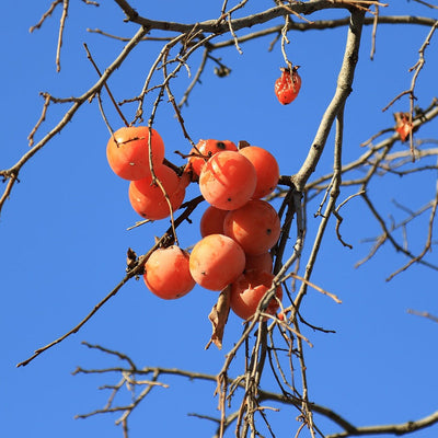 Persimmon Trees