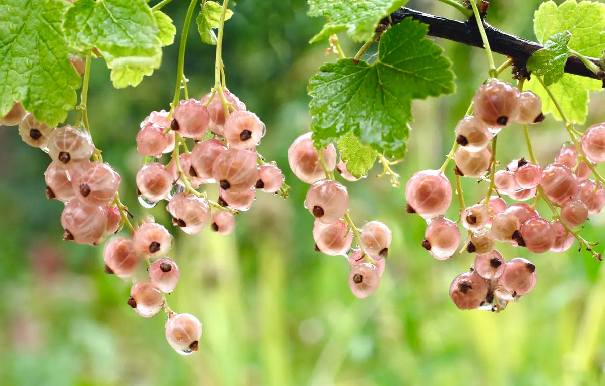 Currant Shrubs