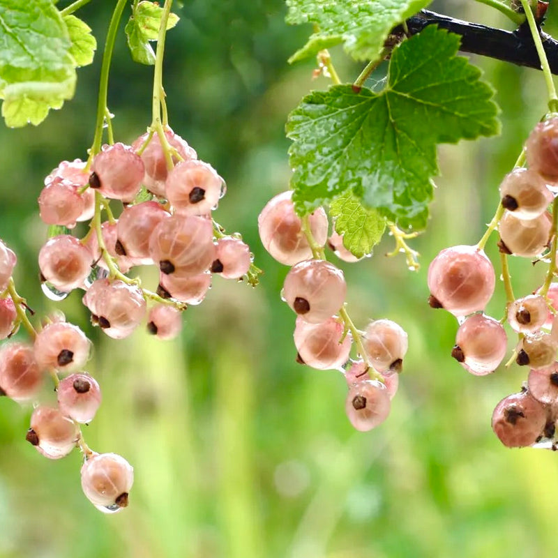 Currant Shrub