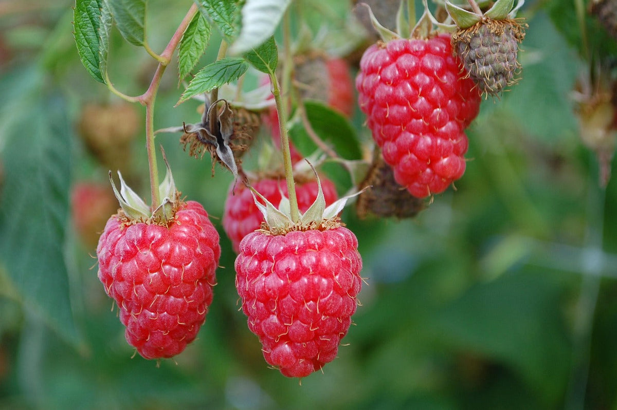 Red Raspberries