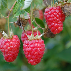 Red Raspberries