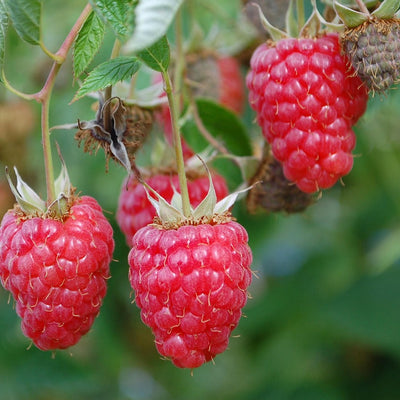 Red Raspberries