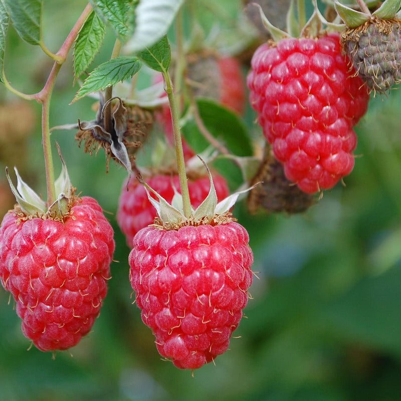 Raspberry Plant