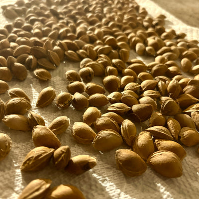Seeds