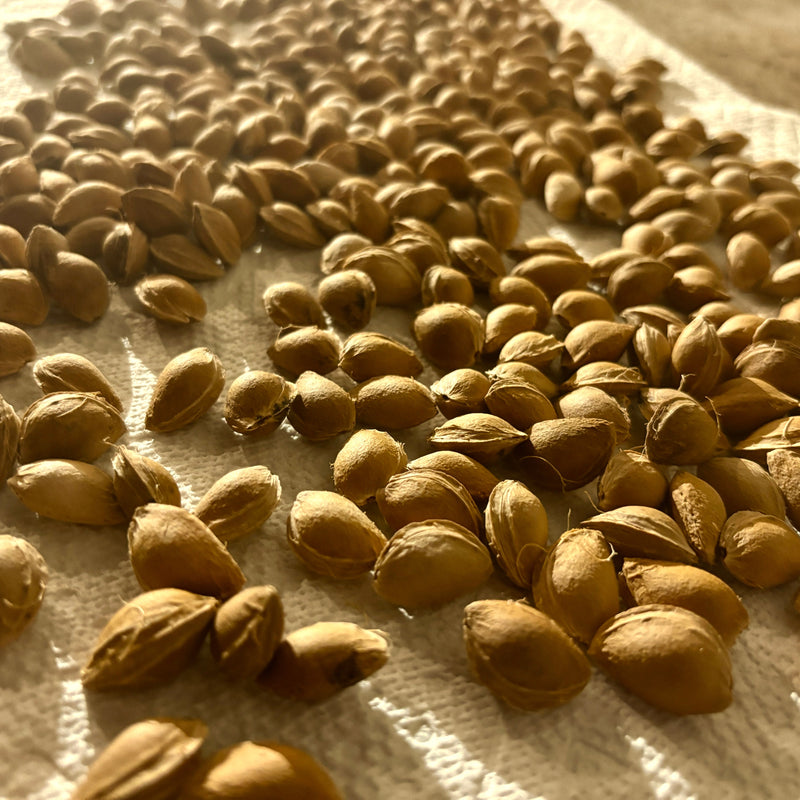 Tree Seeds