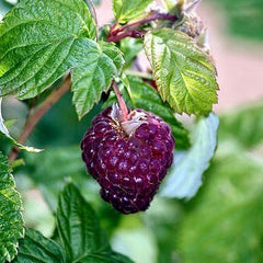Purple Raspberries