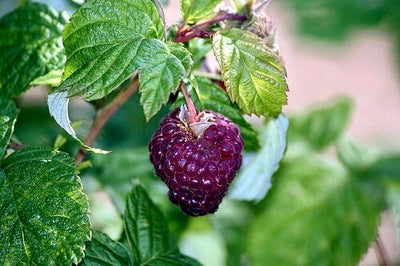 Purple Raspberries