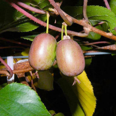 Hardy Kiwis