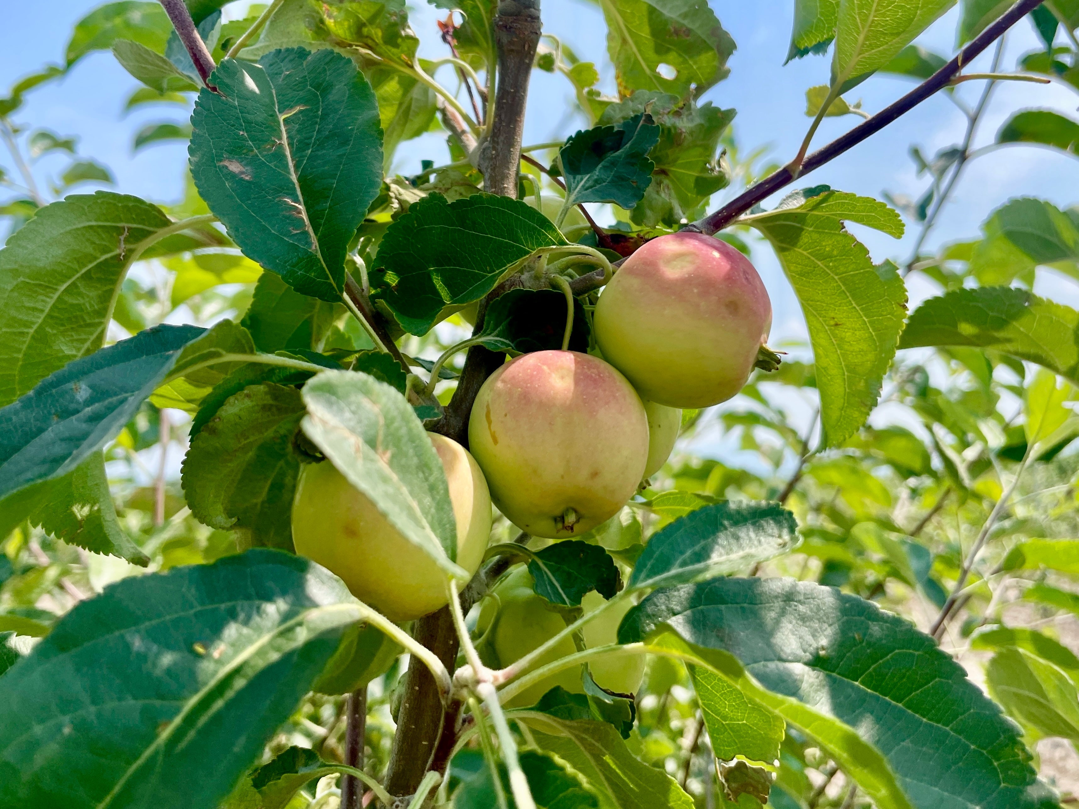 Centennial Applecrab – Montana Fruit Trees