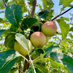Applecrab Trees