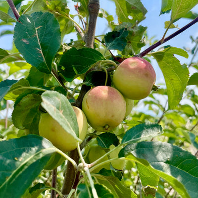 Applecrab Trees