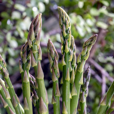 Perennial Vegetables