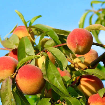 Peach Trees