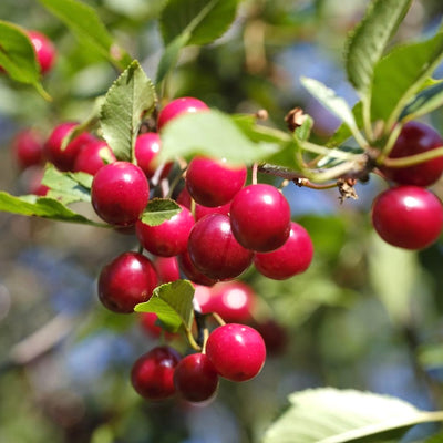 Dwarf Cherry Trees
