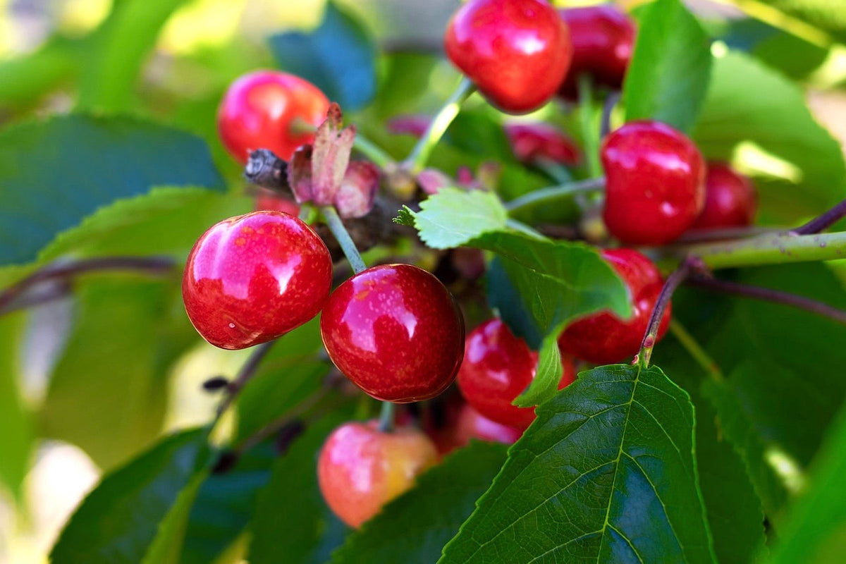 Cherry Tree