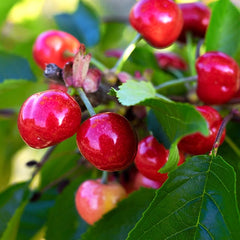 Sweet Cherry Trees