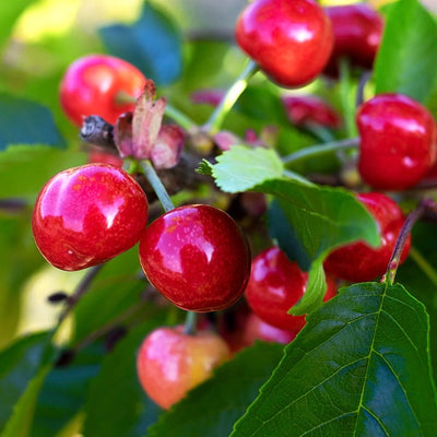 Sweet Cherry Trees