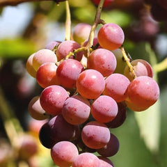 Fresh Eating/Jam Grapes