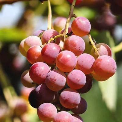Fresh Eating/Jam Grapes