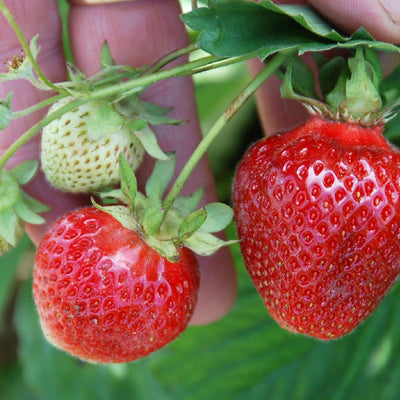 Strawberries