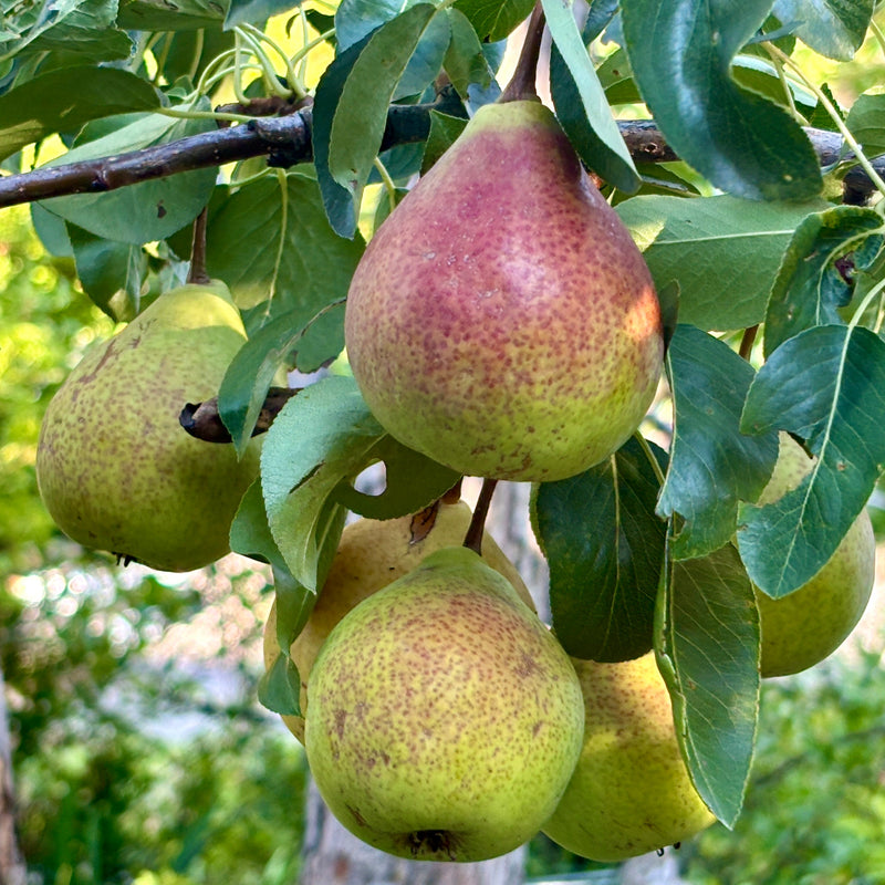 Pear Tree