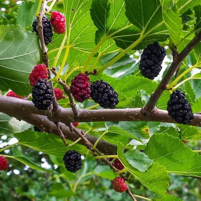 Mulberry Trees