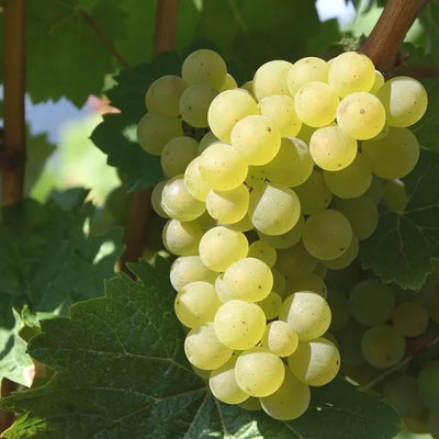 White Wine Grapes