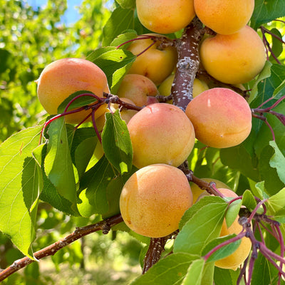Apricot Trees