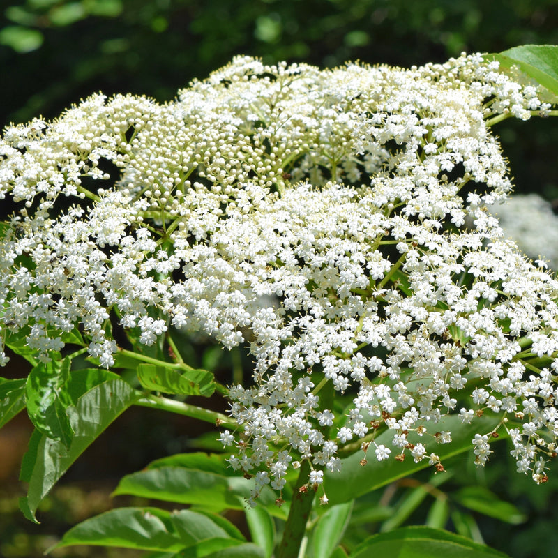 Zone 4 Native Plants