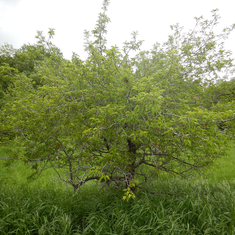 Windbreak & Hedgerow