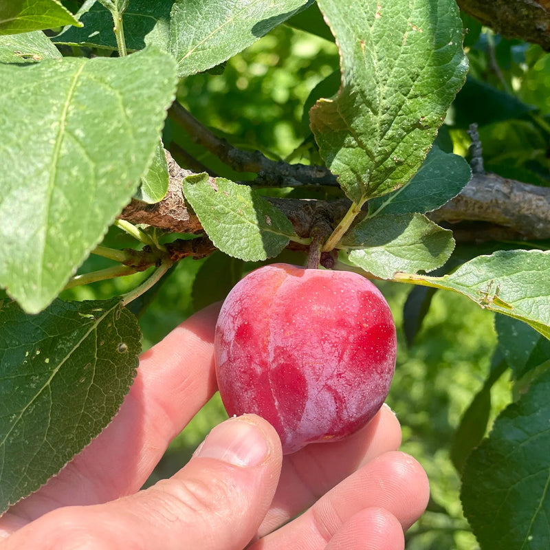 Mid-Blooming Hybrid Plums